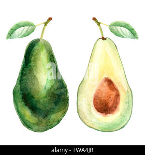 Aquarell tropischen Zusammensetzung mit Avocado auf weißem Hintergrund Stockfoto