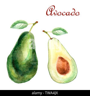 Aquarell tropischen Zusammensetzung mit Avocado auf weißem Hintergrund Stockfoto