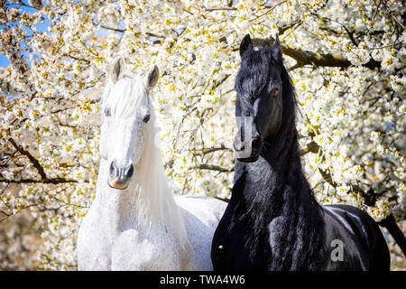 Reine Spanische Pferd, andalusische und Friesische Pferd. Portrait von schwarzen und grauen Hengste vor einem blühenden Baum. Deutschland Stockfoto