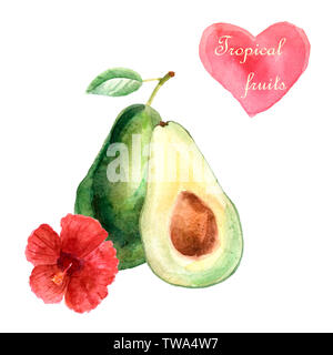 Aquarell tropischen Komposition mit Avocado und Hibiskus auf weißem Hintergrund Stockfoto