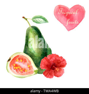 Aquarell tropischen Zusammensetzung mit Avocado, Guave und Hibiskus auf weißem Hintergrund Stockfoto