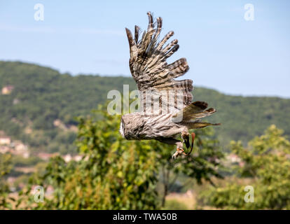 Milandes, Frankreich - 4 September, 2018: die Touristen sehen das Zeigen der Greifvögel im Chateau Les Milandes, eine Burg in der Dordogne, Aquitaine, F Stockfoto