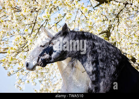 Reine Spanische Pferd, andalusische und Friesische Pferd. Portrait von schwarzen und grauen Hengste vor einem blühenden Baum. Deutschland Stockfoto