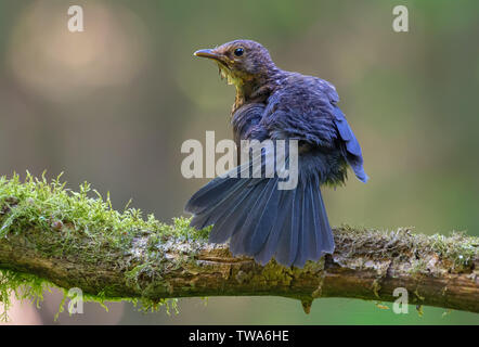 Gemeinsame blackbird Combes und kümmert sich um die Federn in der Nähe eines waterpond Stockfoto