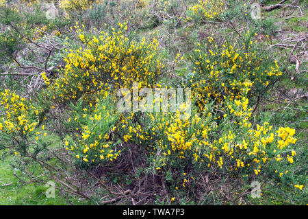 Cytisus x kewwnsis oder Niki, mit gelben Erbsen wie Blumen. Stockfoto