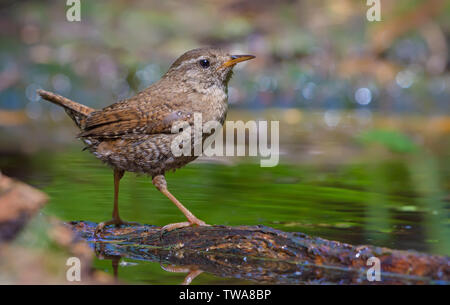 Freudige Eurasischen wren in der Nähe von einem Teich mit angehobenen Schwanz posing Stockfoto