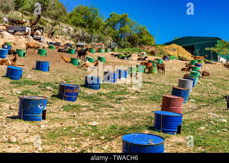Ziegen in der Nähe von Algodonales in der Provinz Cadiz, Andalusien, Spanien Stockfoto