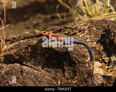 African Rock agama, Masaimara, Afrika. Stockfoto