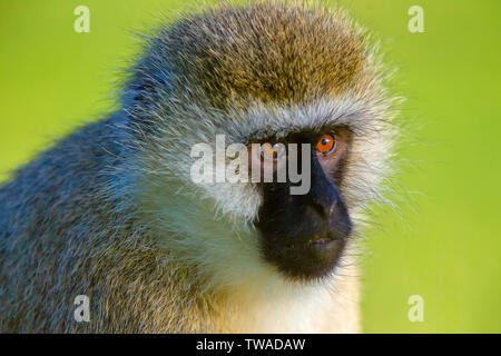 Meerkatze, Chlorocebus pygerythrus, Lake Naivasha, Afrika. Stockfoto