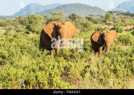 Zwei Elefanten in Samburu Park besetzt in der Badewanne von scheiterhaufen im Zentrum von Kenia Stockfoto