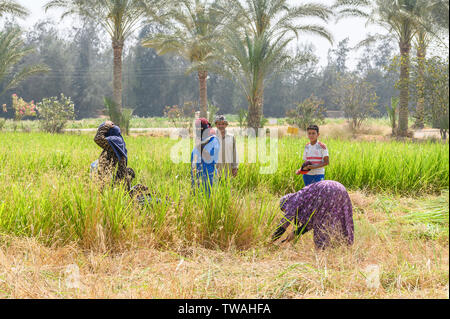 Sekem-farm, Markaz Belbes, Ägypten Stockfoto