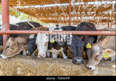 Vieh auf SEKEM-Farm, Markaz Belbes, Ägypten Stockfoto