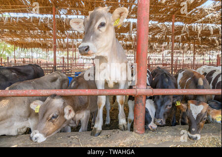 Vieh auf SEKEM-Farm, Markaz Belbes, Ägypten Stockfoto