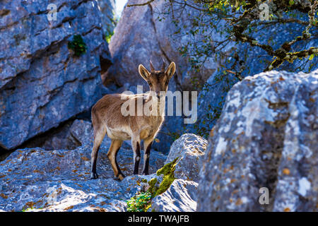 Spanische Steinbock, Capra pyrenaica in Torcal de Antequera National Park, Spanien Stockfoto