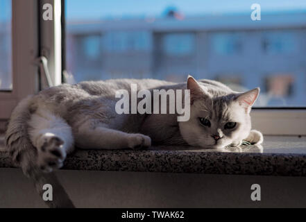 Cat kurz Silber Farbverlauf Stockfoto