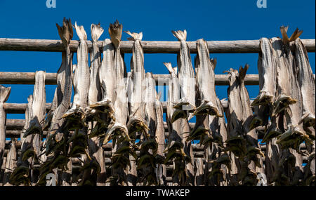 Das Trocknen von Fisch in der traditionellen Art und Weise auf Open Air in Racks, die Lofoten, Norwegen. Stockfoto