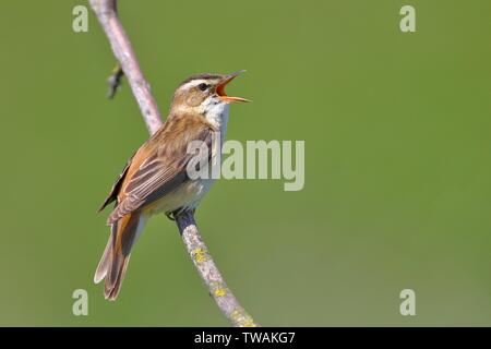 Schilfrohrsänger (Acrocephalus schoenobaenus), auf einem Zweig, Singen, Hansag, Tadten, Burgenland, Österreich Stockfoto