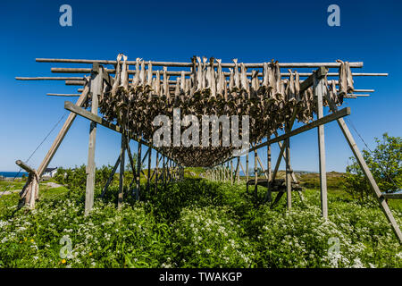 Das Trocknen von Fisch in der traditionellen Art und Weise auf Open Air in Racks, die Lofoten, Norwegen. Stockfoto