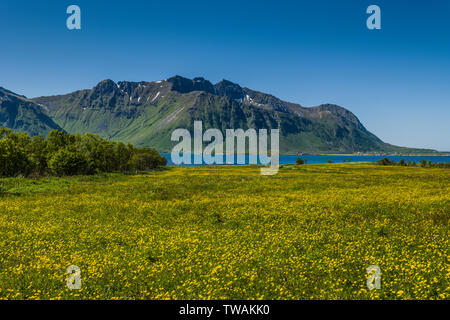 Felder der gelben Blüten in Hov, Norwegen. Stockfoto