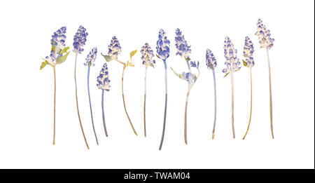 Satz von gedrückt getrocknete Lavendelblüten isoliert auf weißem Stockfoto