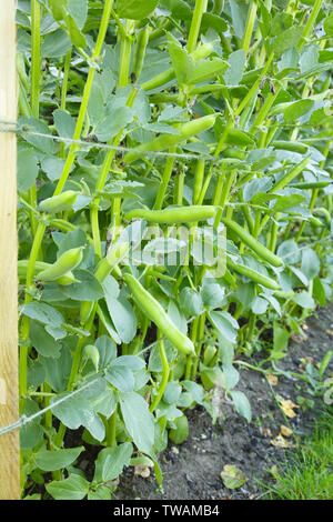 Bohne Anlage mit Garn unterstützt wachsende in einem pflanzlichen Zuteilung Stockfoto