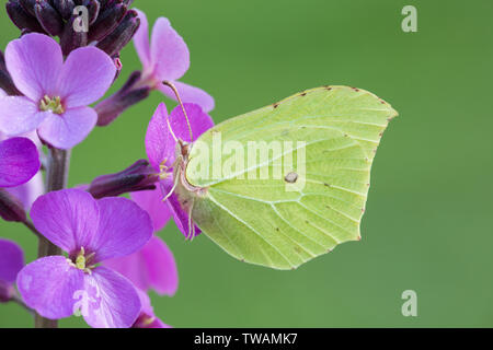 Ein zitronenfalter Feeds auf einer Blume Kopf in einem Hampshire Garten uk Stockfoto