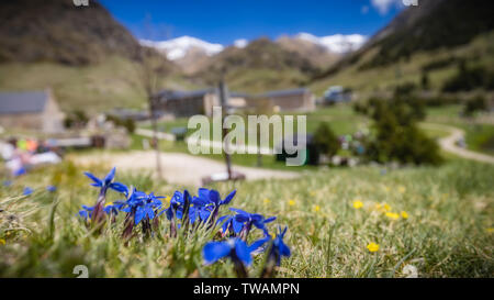 Blaue Blumen in Alm Enzian ohne Stiel Schön, Gentiana clusii Stockfoto