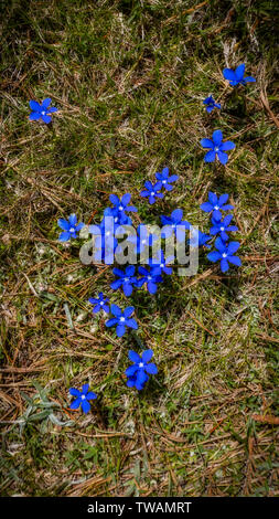 Blaue Blumen in Alm Enzian ohne Stiel Schön, Gentiana clusii Stockfoto