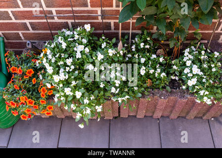 Weiße Stiefmütterchen und orange Petunien wächst auf einer Terrasse in einem Container. Stockfoto