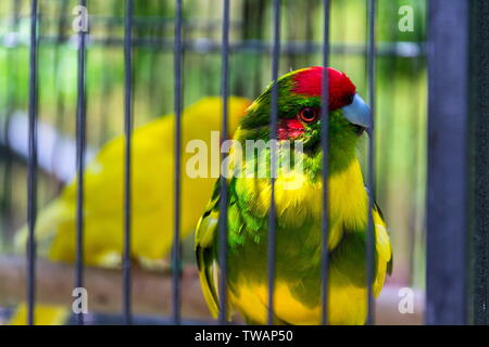 Rot - gekrönte Sittich oder Red-fronted parakeet, kakariki Papagei aus Neuseeland im Käfig Stockfoto