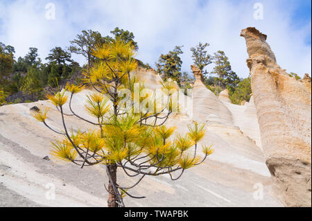 Der kanarischen Pinie, Mondlandschaft, Corona Forestal Naturpark, Vilaflor, Teneriffa, Kanarische Inseln, Spanien, Europa Stockfoto