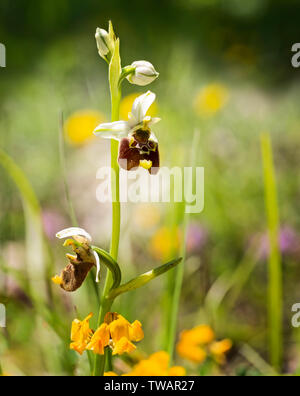 Ende Spider-Orchidee. Oft als Ophrys holoserica aber wirklich Ophrys fuciflora. Stockfoto