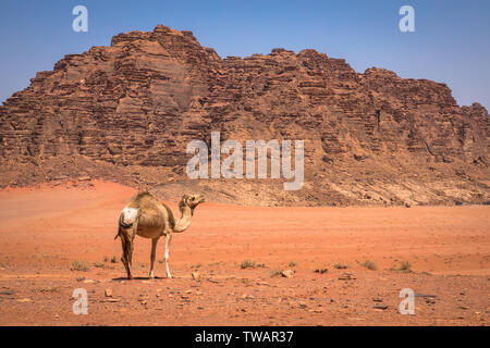 Roter Sand, Wüste und Kamele am sonnigen Sommertag in Wadi Rum, Jordanien. Naher Osten. UNESCO-Weltkulturerbe und ist wie das Tal des Mondes bekannt. Stockfoto