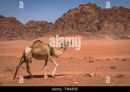 Roter Sand, Wüste und Kamele am sonnigen Sommertag in Wadi Rum, Jordanien. Naher Osten. UNESCO-Weltkulturerbe und ist wie das Tal des Mondes bekannt. Stockfoto
