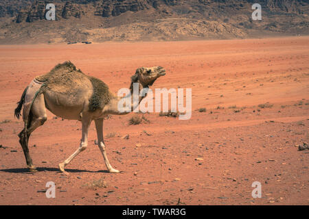 Roter Sand, Wüste und Kamele am sonnigen Sommertag in Wadi Rum, Jordanien. Naher Osten. UNESCO-Weltkulturerbe und ist wie das Tal des Mondes bekannt. Stockfoto