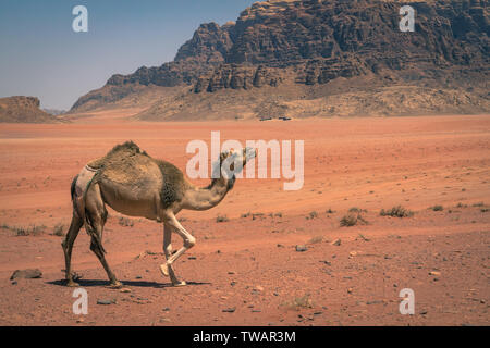 Roter Sand, Wüste und Kamele am sonnigen Sommertag in Wadi Rum, Jordanien. Naher Osten. UNESCO-Weltkulturerbe und ist wie das Tal des Mondes bekannt. Stockfoto