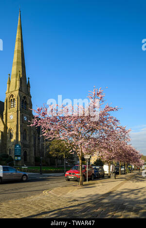 Stadtbild - schöne rosa Blüte auf Kirschbäume und High Street Kirche im malerischen Stadtzentrum, Frühling - die Waldung, Ilkley, Yorkshire, England, Großbritannien Stockfoto