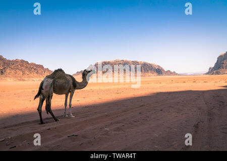 Roter Sand, Wüste und Kamele am sonnigen Sommertag in Wadi Rum, Jordanien. Naher Osten. UNESCO-Weltkulturerbe und ist wie das Tal des Mondes bekannt. Stockfoto