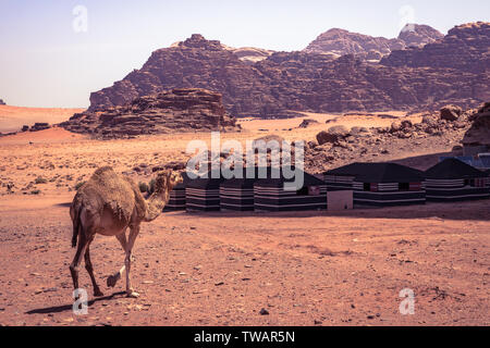 Roter Sand, Wüste und Kamele am sonnigen Sommertag in Wadi Rum, Jordanien. Naher Osten. UNESCO-Weltkulturerbe und ist wie das Tal des Mondes bekannt. Stockfoto