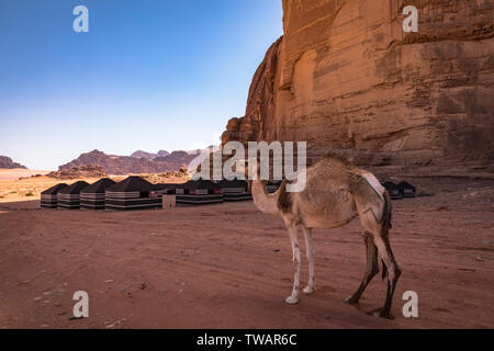 Roter Sand, Wüste und Kamele am sonnigen Sommertag in Wadi Rum, Jordanien. Naher Osten. UNESCO-Weltkulturerbe und ist wie das Tal des Mondes bekannt. Stockfoto