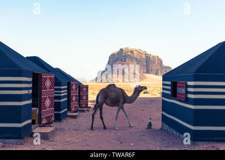 Roter Sand, Wüste und Kamele am sonnigen Sommertag in Wadi Rum, Jordanien. Naher Osten. UNESCO-Weltkulturerbe und ist wie das Tal des Mondes bekannt. Stockfoto