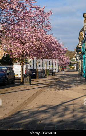 Stadtbild - schöne rosa blühende Kirschbäume und High Street Geschäfte im malerischen Frühling Stadtzentrum - die Waldung, Ilkley, Yorkshire, England, UK. Stockfoto