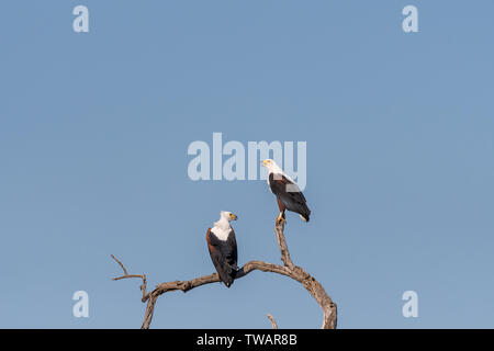 Zwei afrikanische Fische Adler, Haliaeetus vocifer, auf einem toten Baum Stockfoto