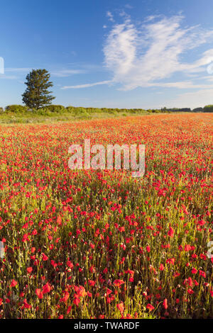 UK Wetter: Sonnenaufgang über einem Feld mit Mohnblumen auf einem hellen Juni morgen. In der Nähe von Messingham, North Lincolnshire, Großbritannien. 16. Juni 2019. Stockfoto