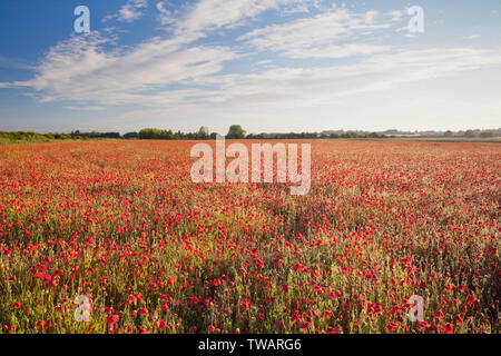 UK Wetter: Sonnenaufgang über einem Feld mit Mohnblumen auf einem hellen Juni morgen. In der Nähe von Messingham, North Lincolnshire, Großbritannien. 16. Juni 2019. Stockfoto