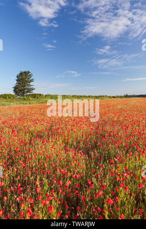 UK Wetter: Sonnenaufgang über einem Feld mit Mohnblumen auf einem hellen Juni morgen. In der Nähe von Messingham, North Lincolnshire, Großbritannien. 16. Juni 2019. Stockfoto