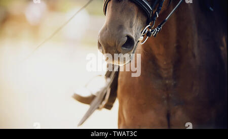 Die Nase einer Bay Horse, gekleidet, die zur Dressur, close-up. Auf einem Pferd an einem sonnigen Sommertag sitzt ein Fahrer, dessen Bein des Bügels gesehen wird. Stockfoto