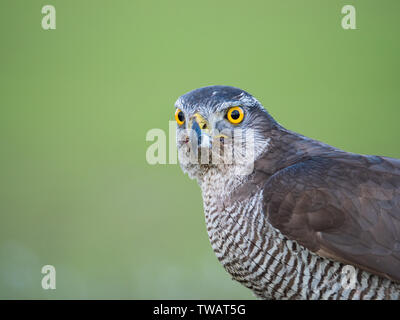 Nahaufnahme eines Gyr Saker Peregrine Hybrid Falcon vor einem grünen Hintergrund Stockfoto