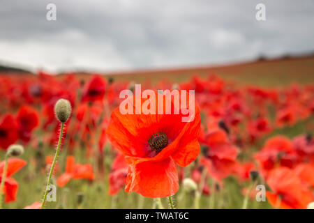 Nahaufnahme der wilden, roten Mohnblume (Papaver rhoeas), die am Sommerabend vollständig geöffnet ist; dahinter die britische Mohn-Feldlandschaft. Stockfoto