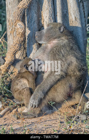 Eine junge chacma Baboon, Papio Ursinus, saugen, während seine Mutter schläft Stockfoto